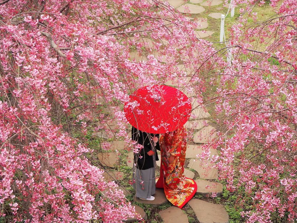truyền thuyết hoa anh đào truyen-thuyet-hoa-anh-dao